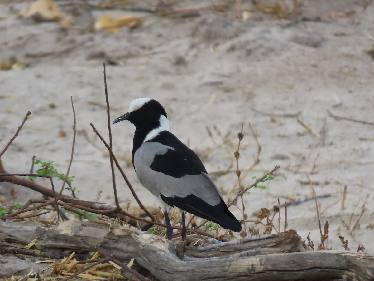 Blacksmith Lapwing - ML620900303