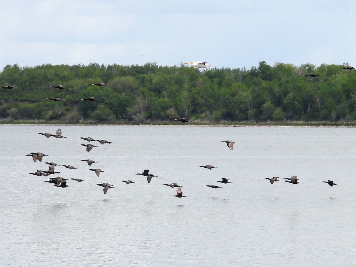 Double-crested Cormorant - ML620900314