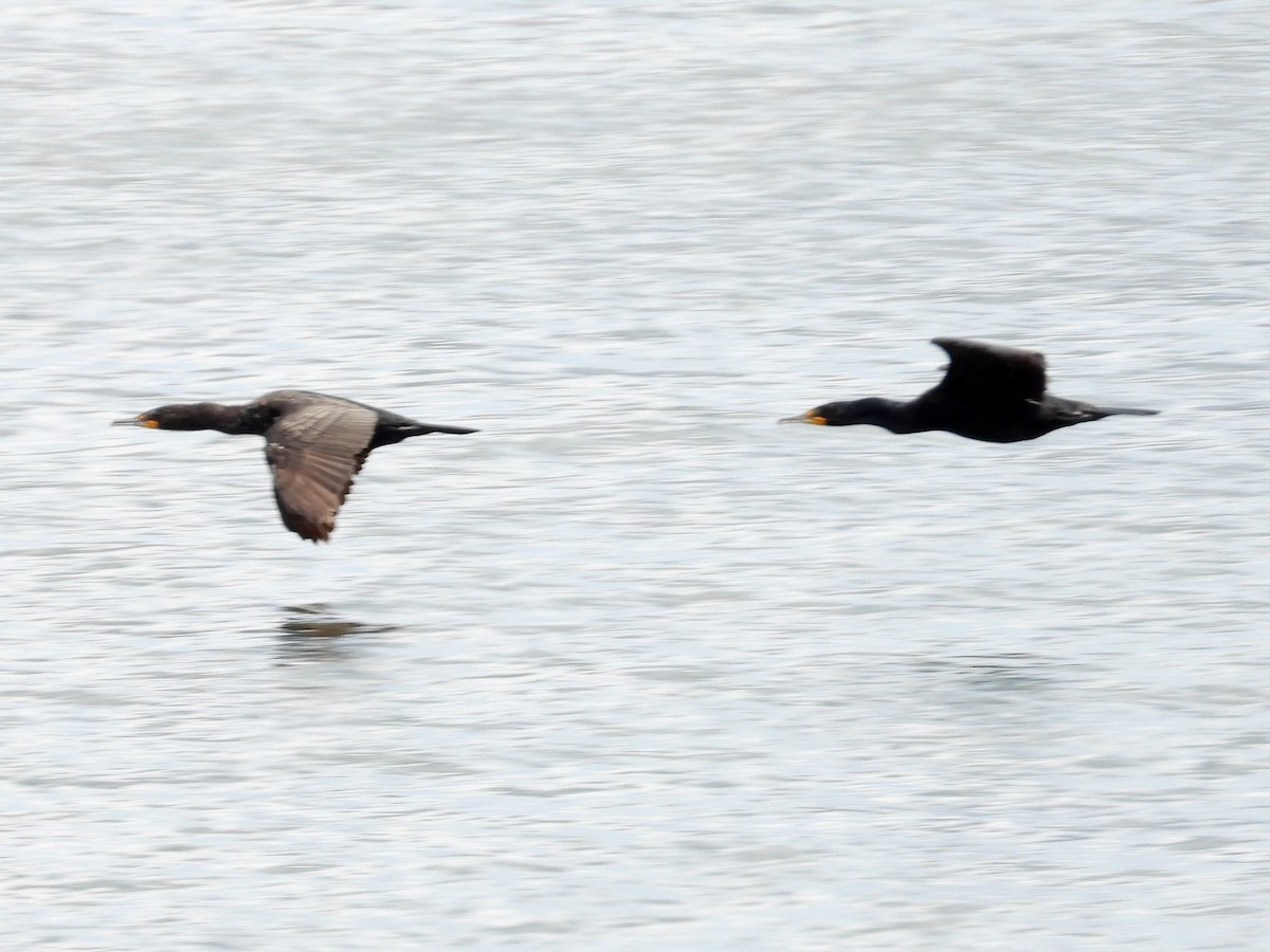 Double-crested Cormorant - ML620900315