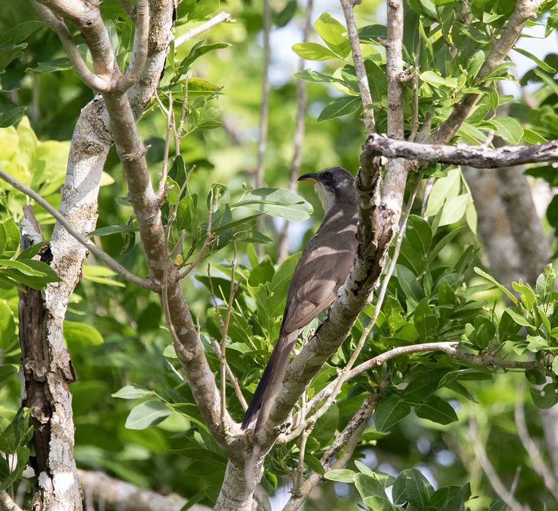 Mangrove Cuckoo - ML620900318