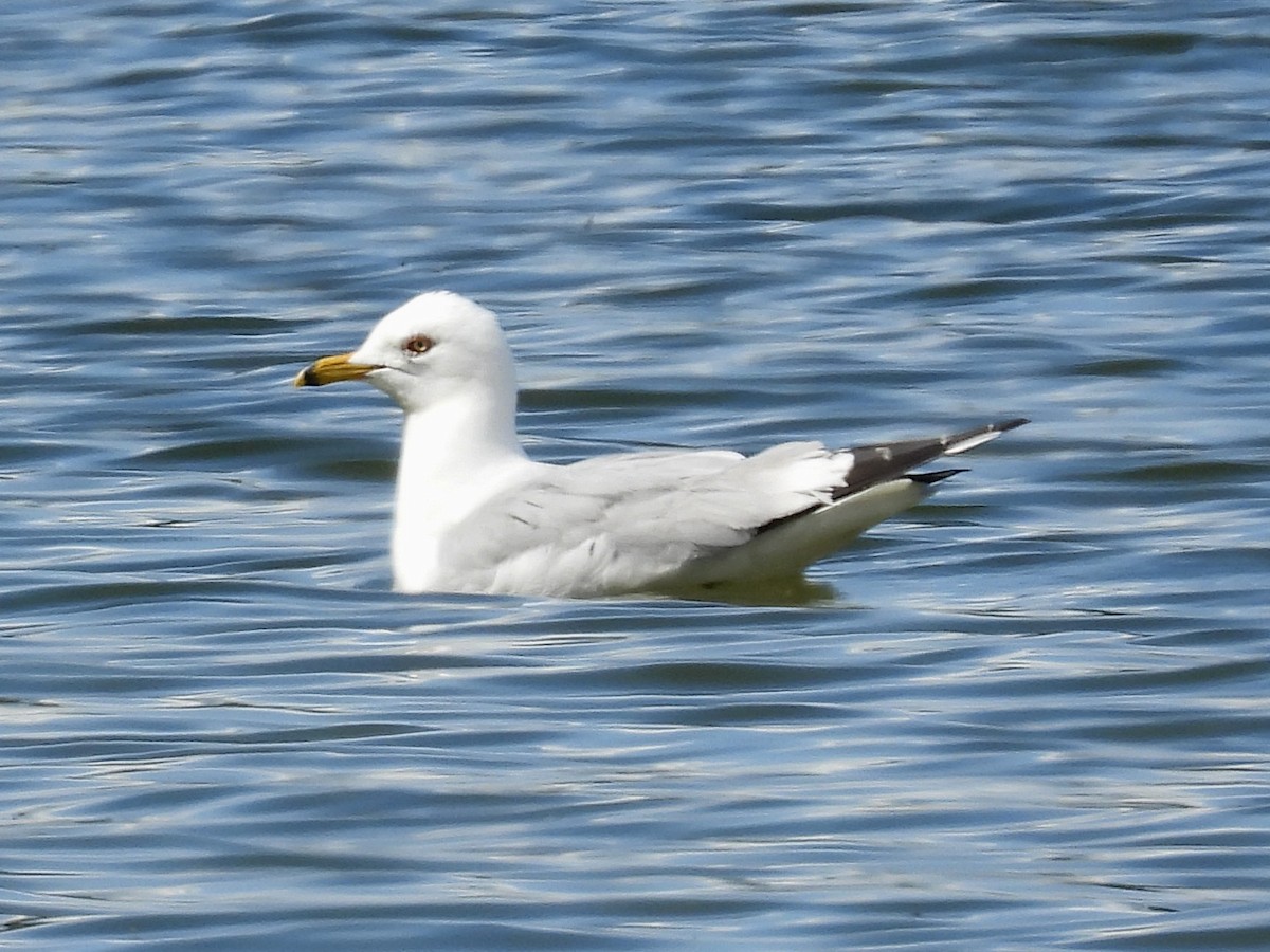 Gaviota de Delaware - ML620900325