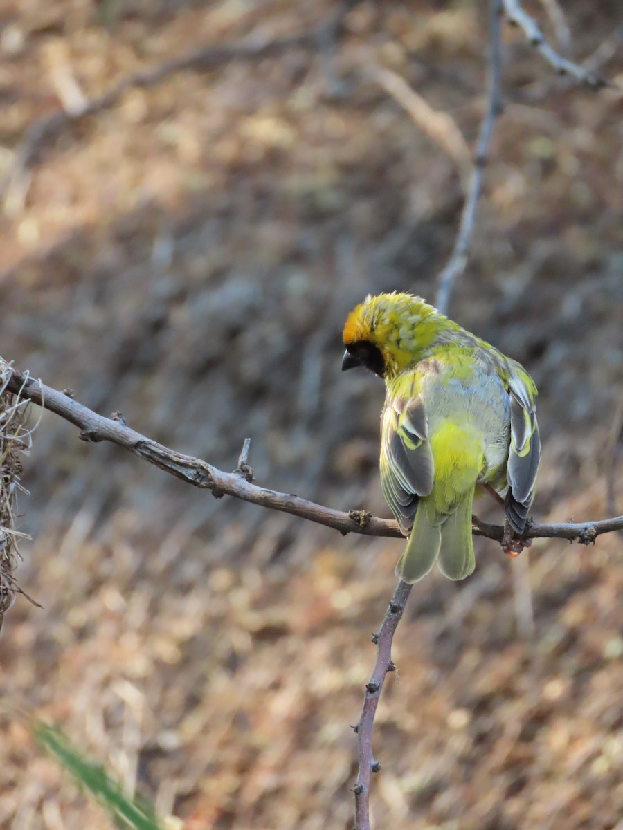 Southern Masked-Weaver - Greg Wark