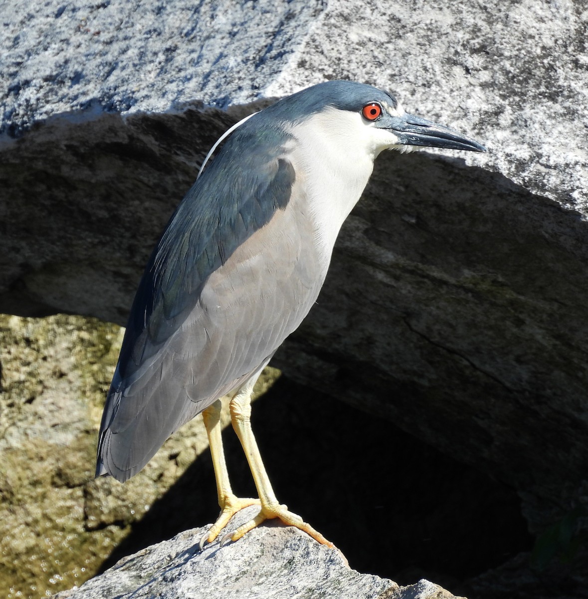 Black-crowned Night Heron - ML620900330