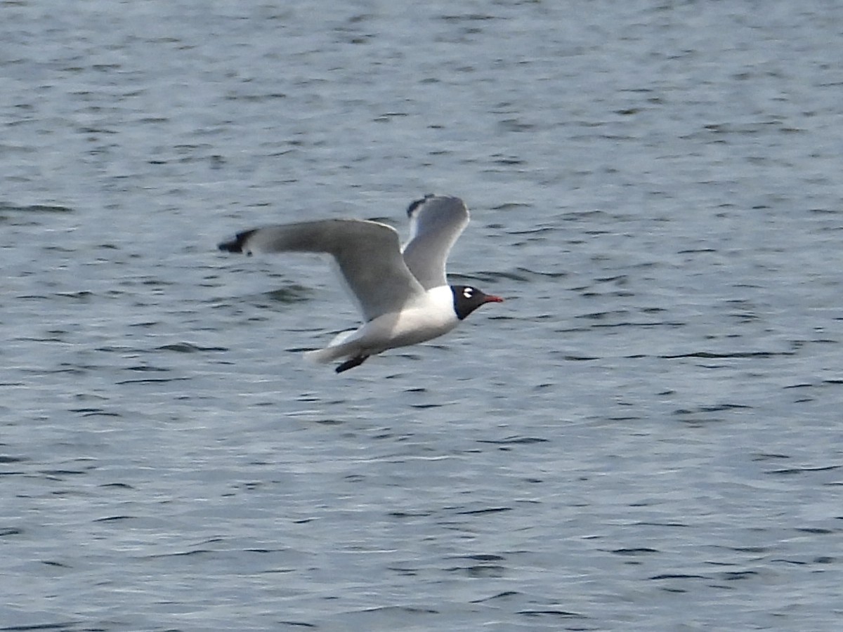 Franklin's Gull - ML620900331