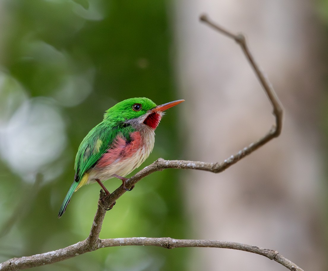 Broad-billed Tody - ML620900332