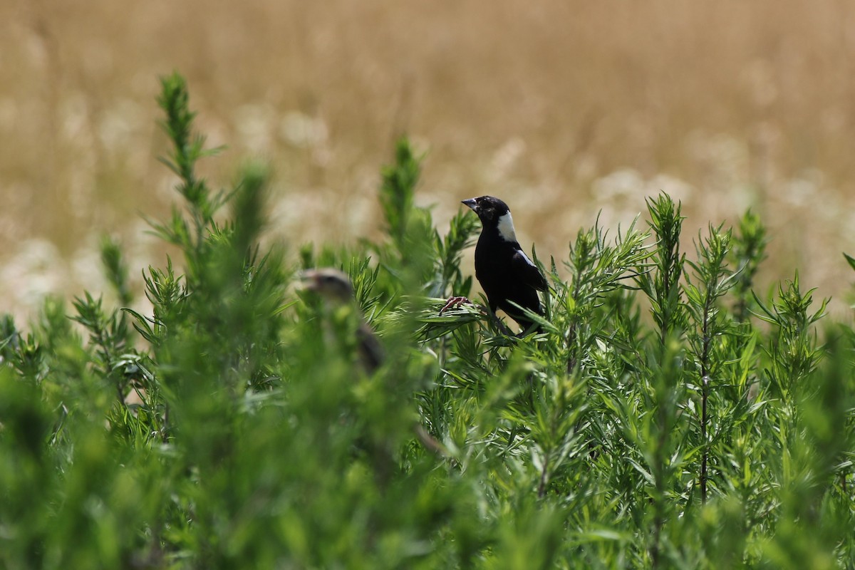 bobolink americký - ML620900339