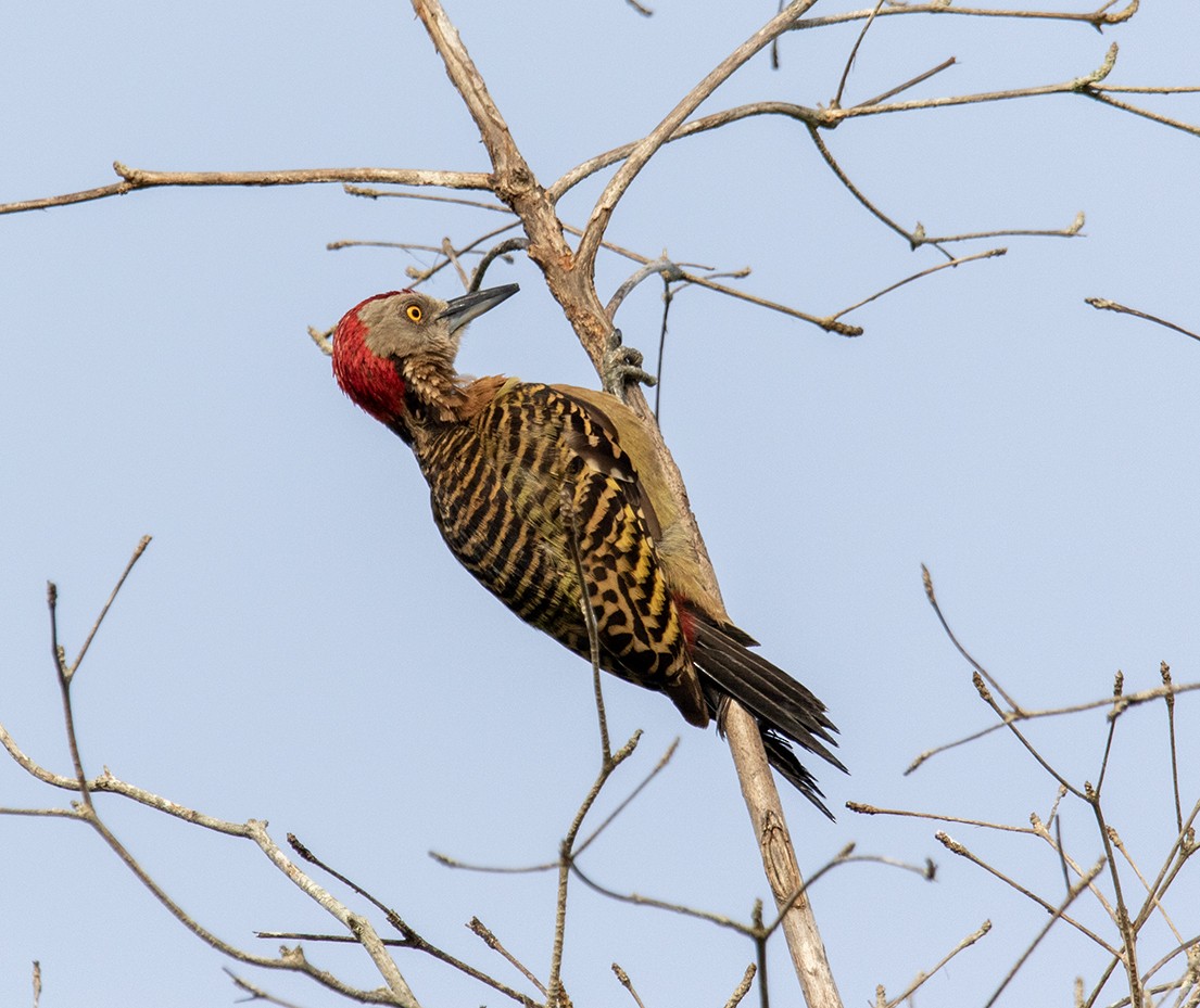Hispaniolan Woodpecker - ML620900343