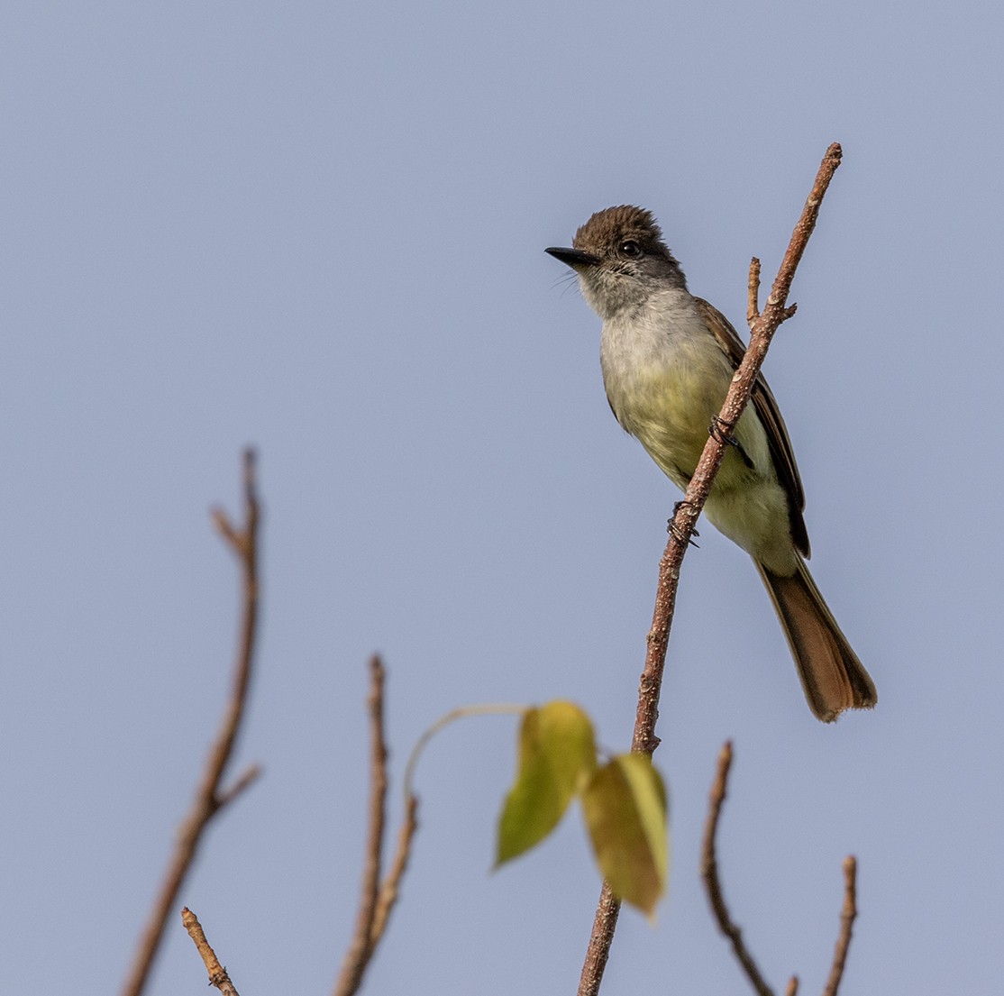 Stolid Flycatcher - ML620900345