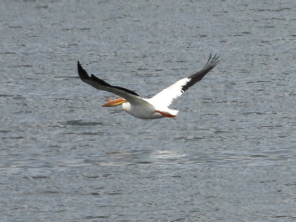 American White Pelican - ML620900348