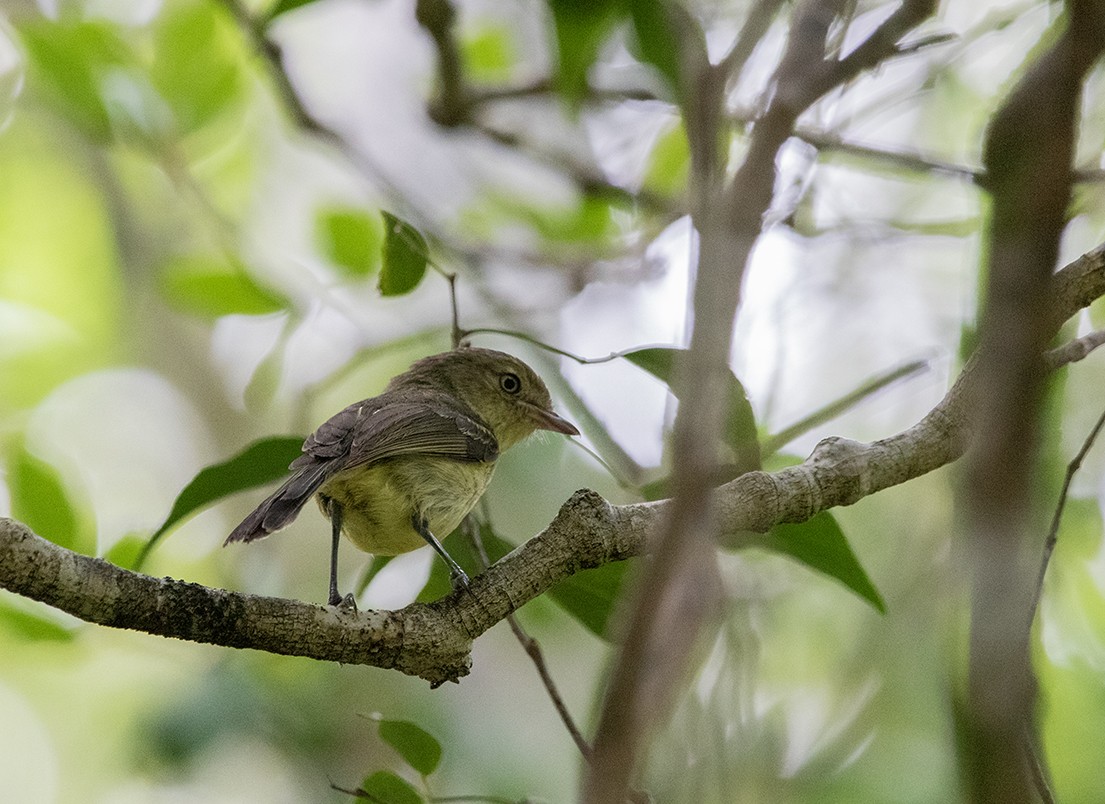 Flat-billed Vireo - ML620900350