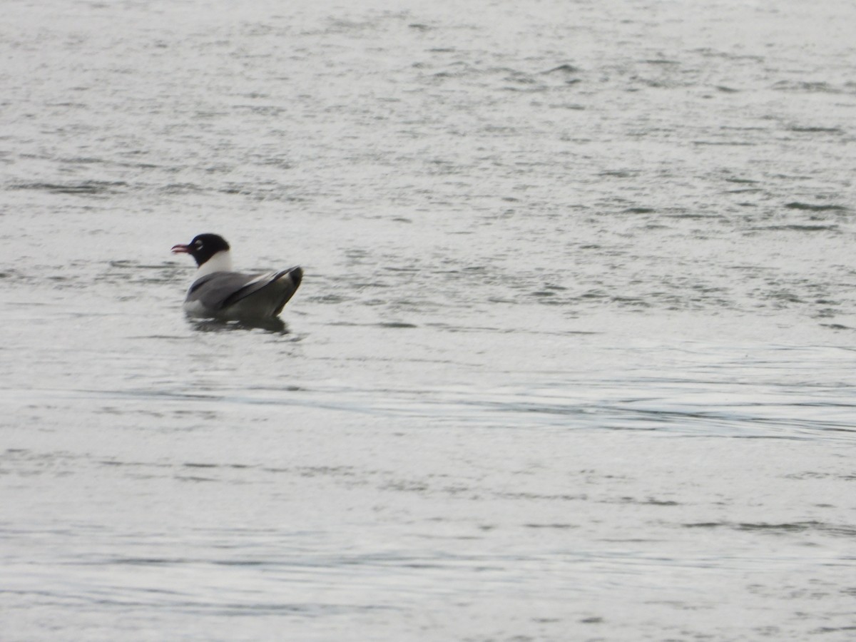 Franklin's Gull - ML620900353