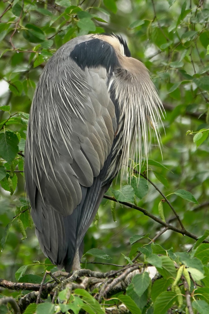 Great Blue Heron - ML620900355