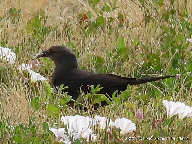 Brewer's Blackbird - ML620900356