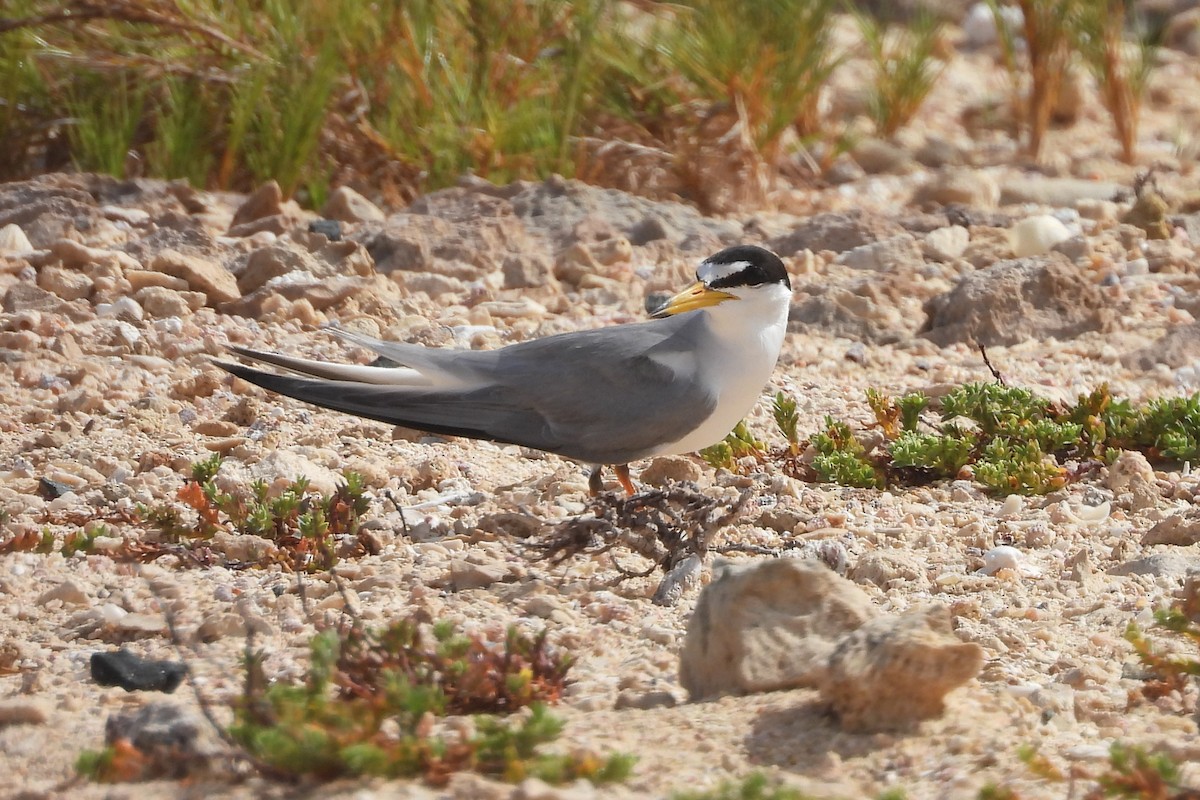 שחפית זעירה - ML620900358