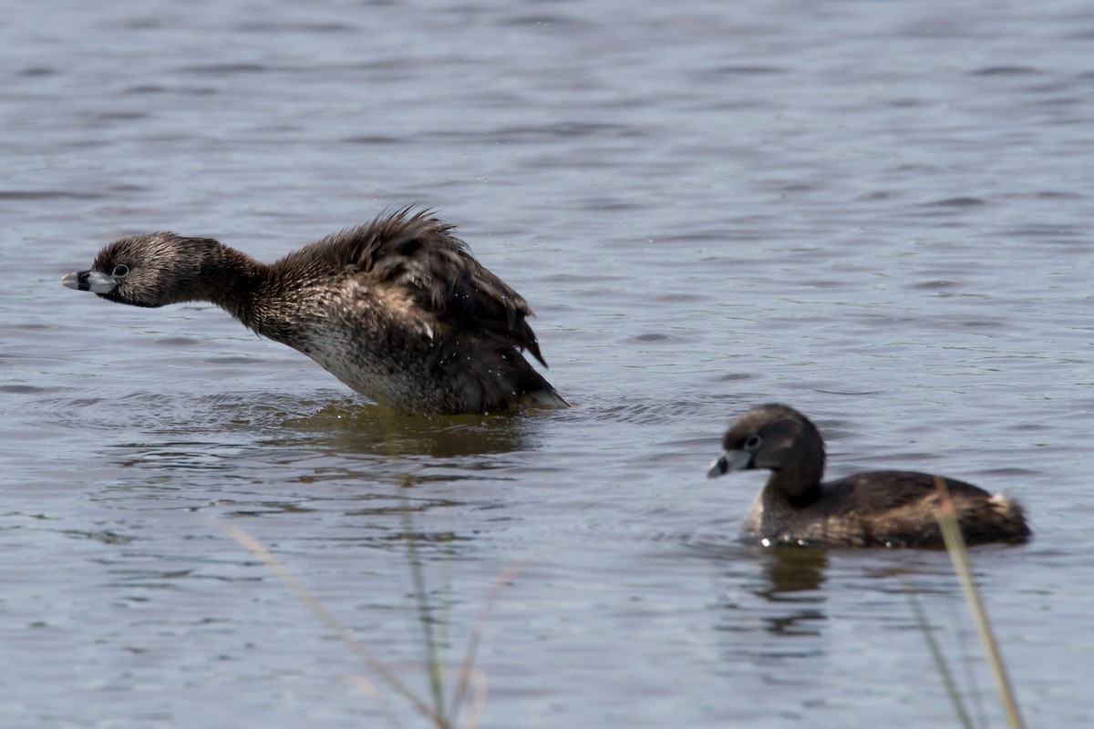 Pied-billed Grebe - ML620900365