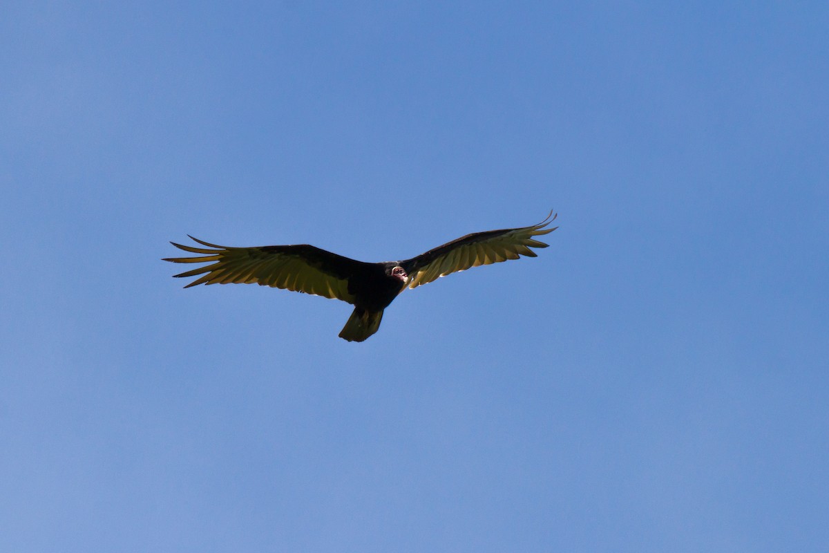 Urubu à tête rouge (ruficollis) - ML620900371