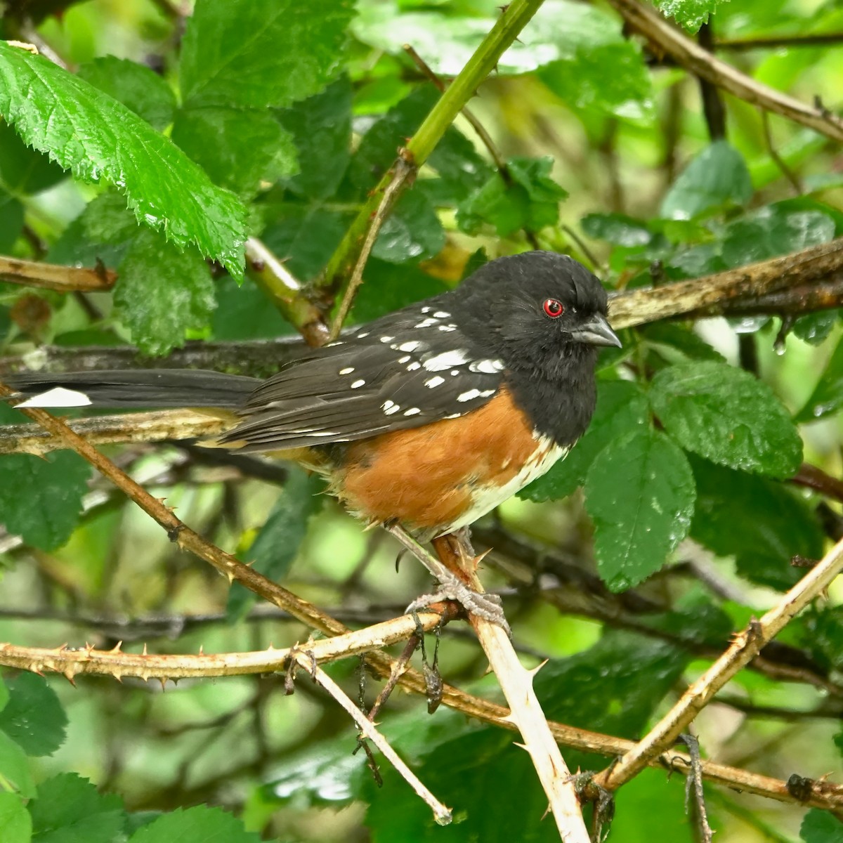 Spotted Towhee - ML620900399