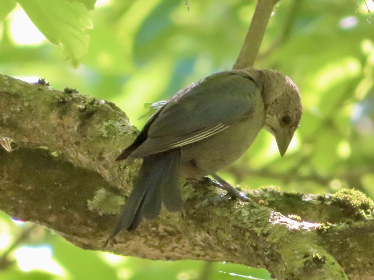 Brown-headed Cowbird - ML620900404