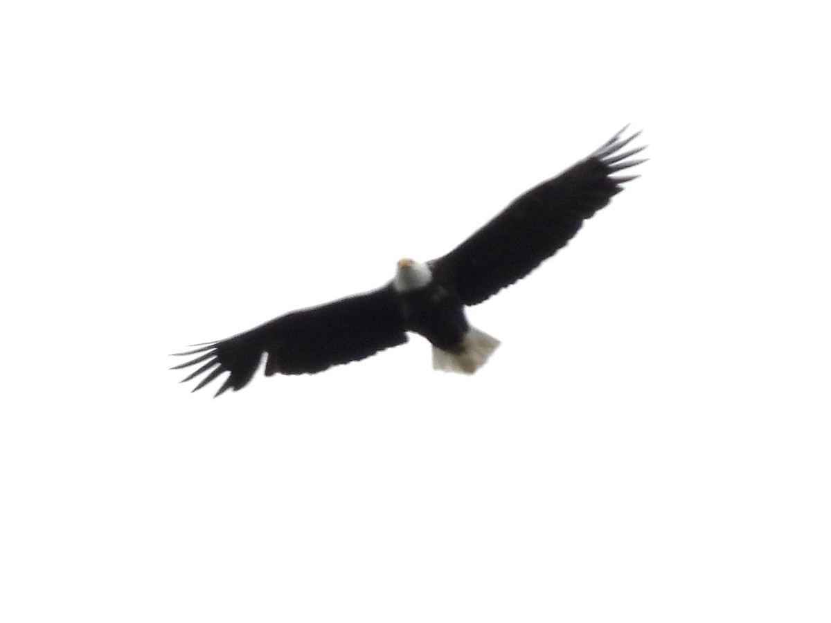 Bald Eagle - ML620900410