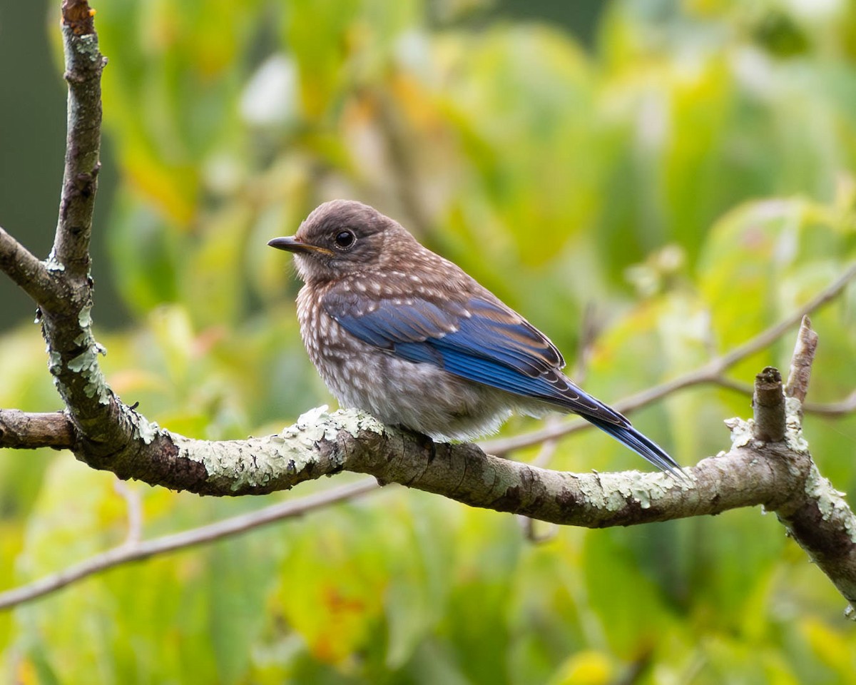 Eastern Bluebird - ML620900416