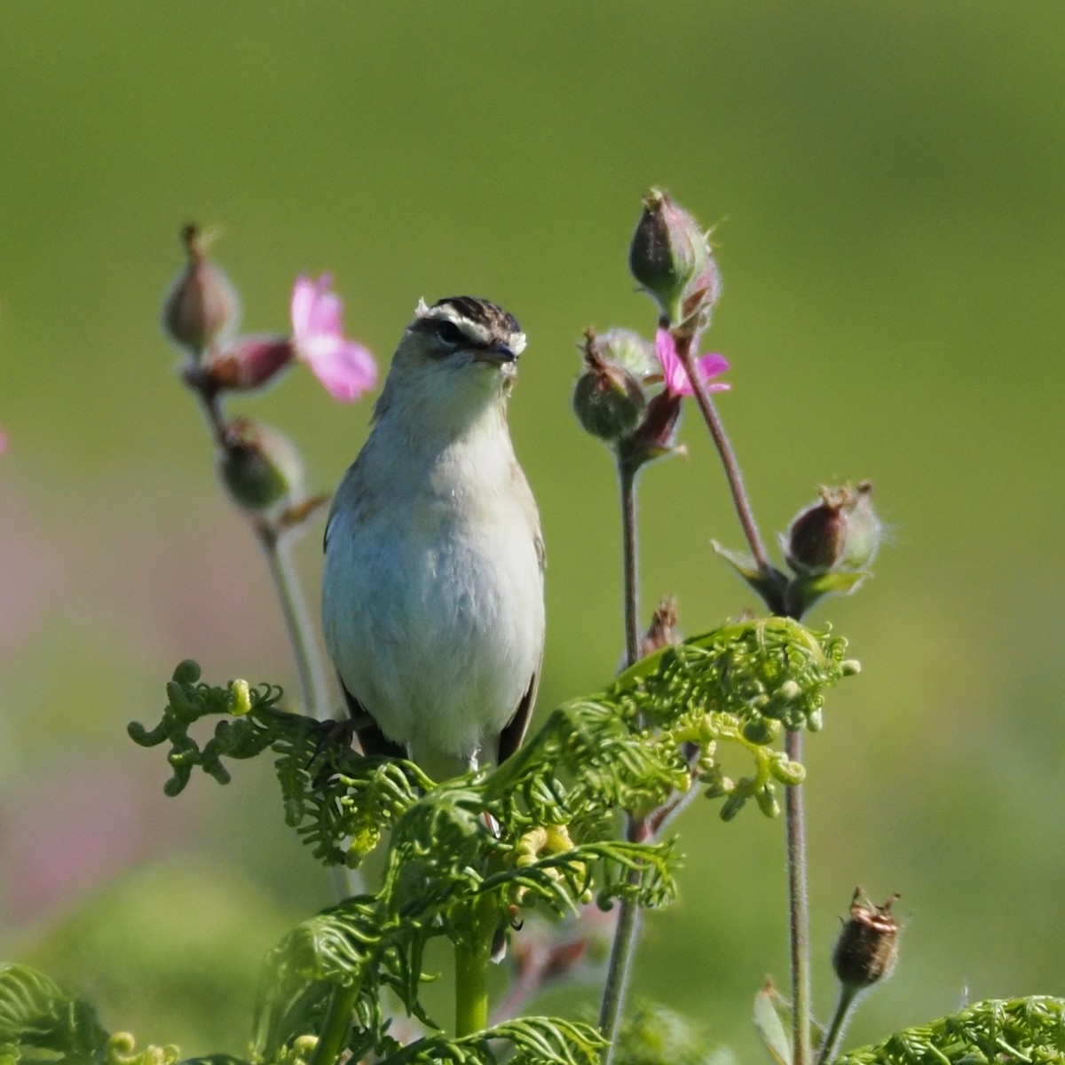 Sedge Warbler - ML620900421