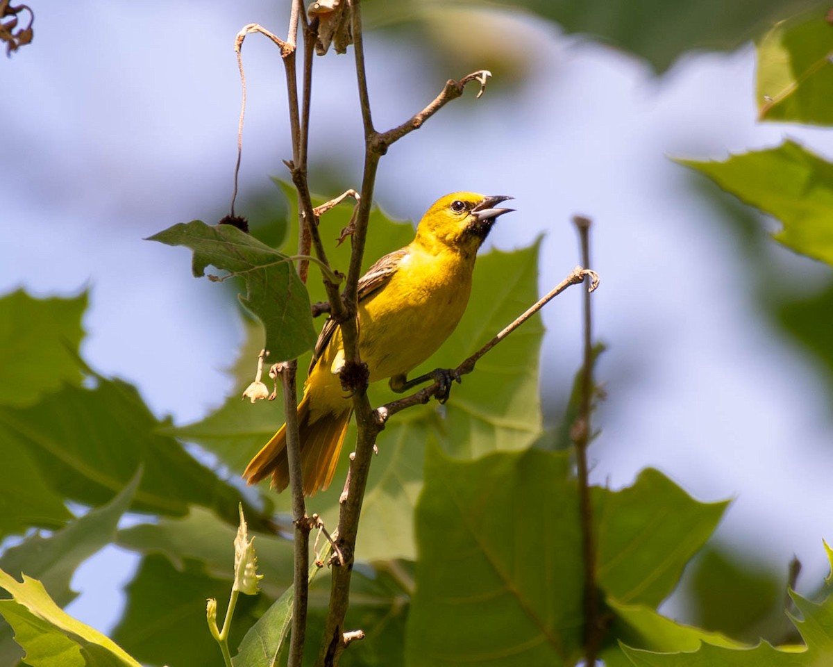 Orchard Oriole - ML620900423