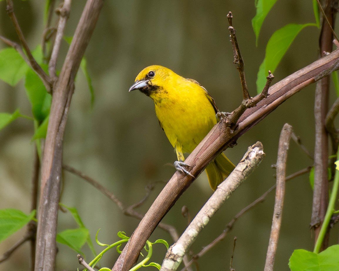 Orchard Oriole - ML620900424