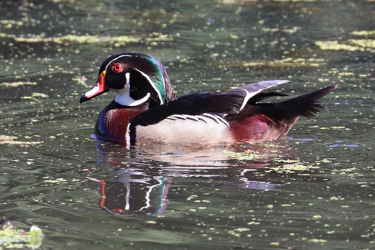 Wood Duck - ML620900430