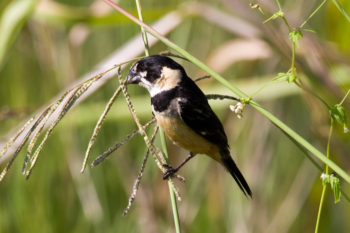 Rusty-collared Seedeater - ML620900431
