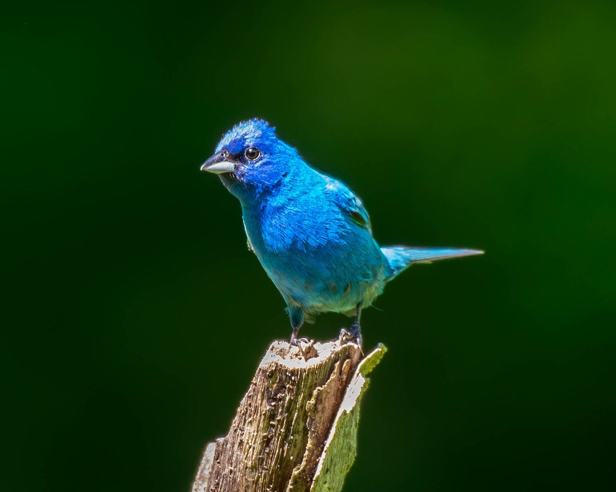 Indigo Bunting - Andrew Nasuti