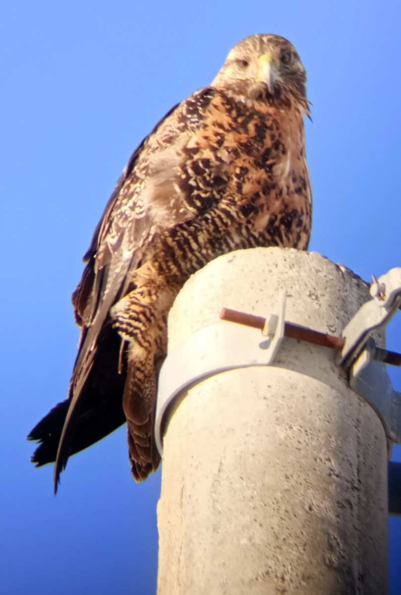 Black-chested Buzzard-Eagle - ML620900439