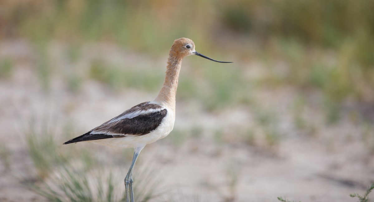 Avocette d'Amérique - ML620900441