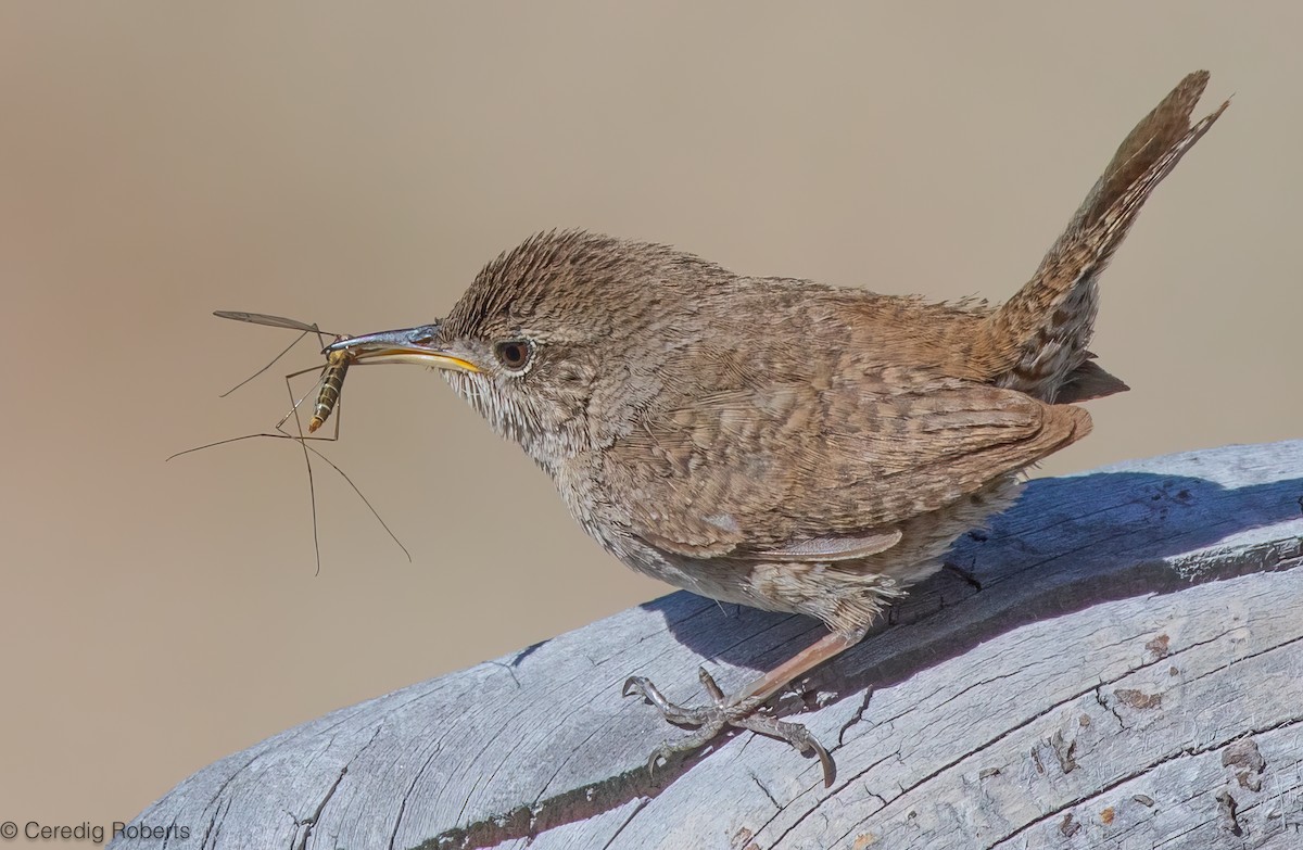 House Wren - ML620900442