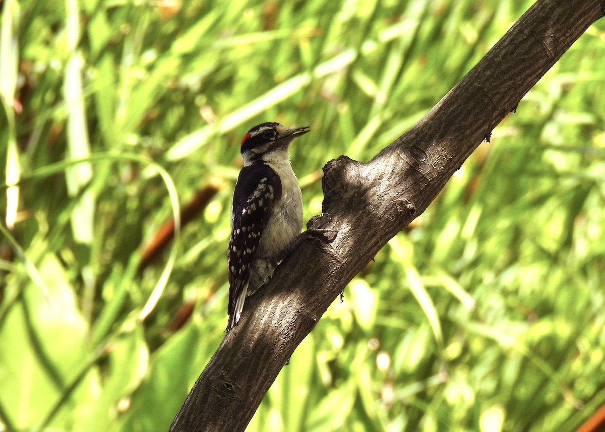 Downy Woodpecker - ML620900443