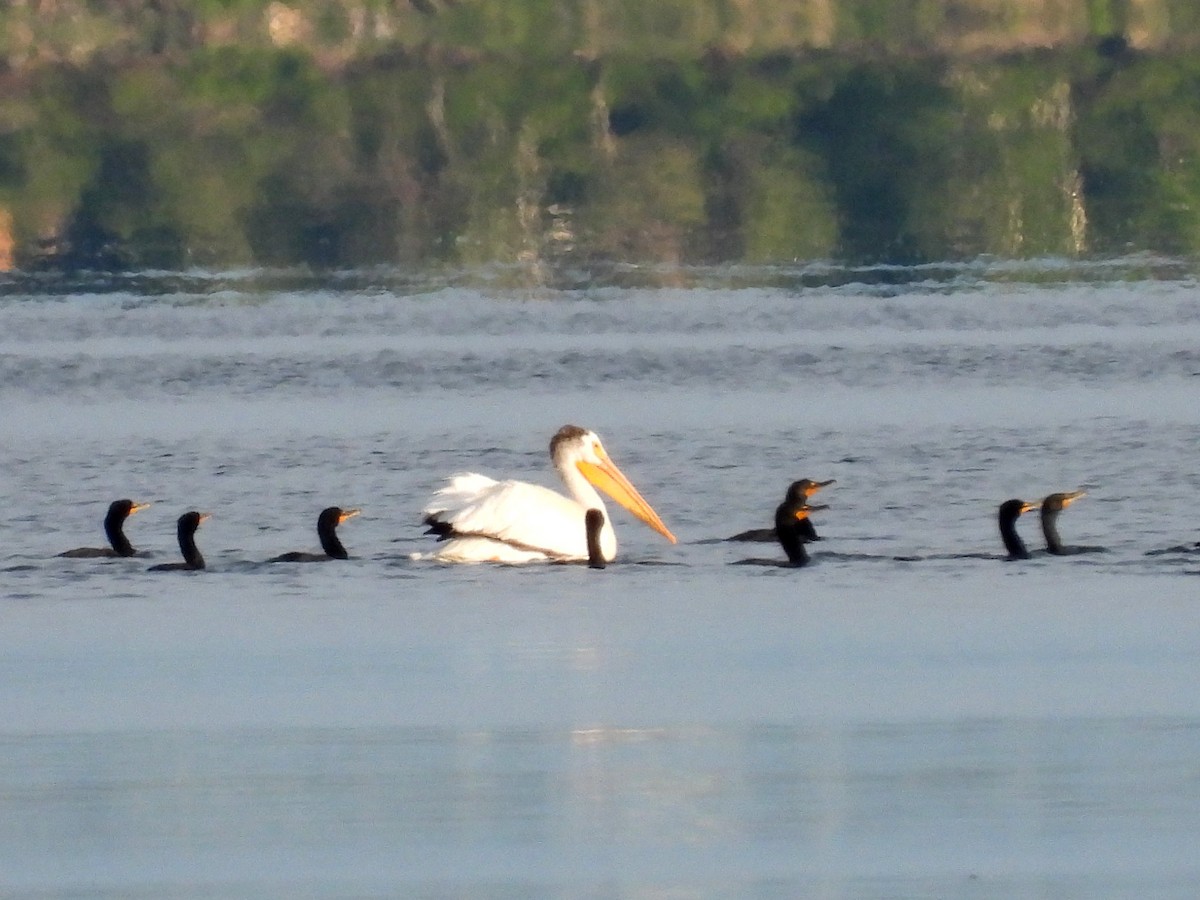 Double-crested Cormorant - Ted Hogg