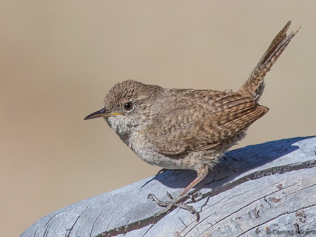 House Wren - ML620900446