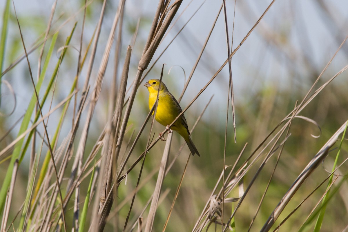 Grassland Yellow-Finch - Fábio HALLAIS