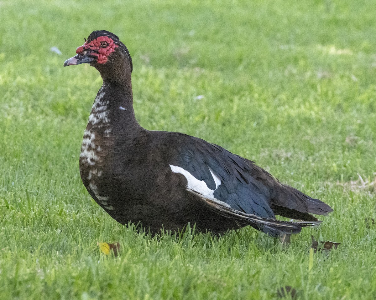 Muscovy Duck (Domestic type) - ML620900451