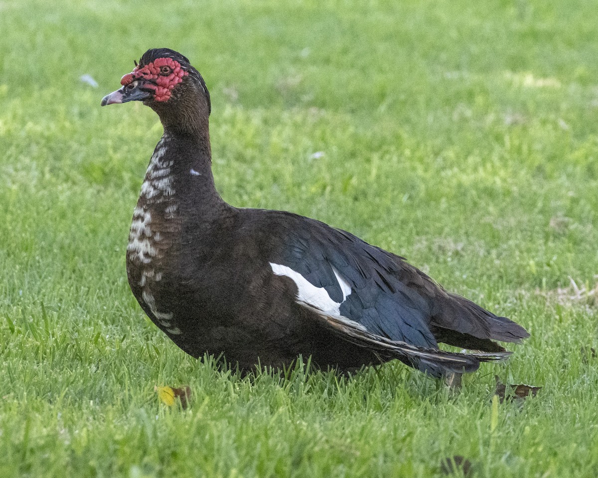 Canard musqué (forme domestique) - ML620900451