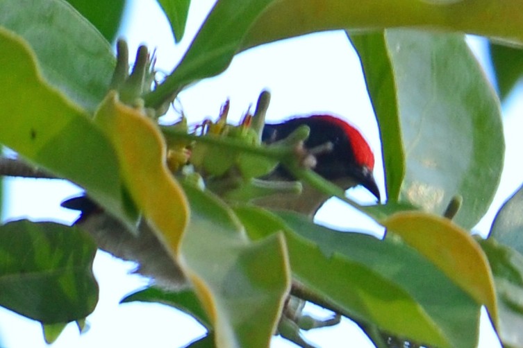 Scarlet-backed Flowerpecker - Jeff Ladderud