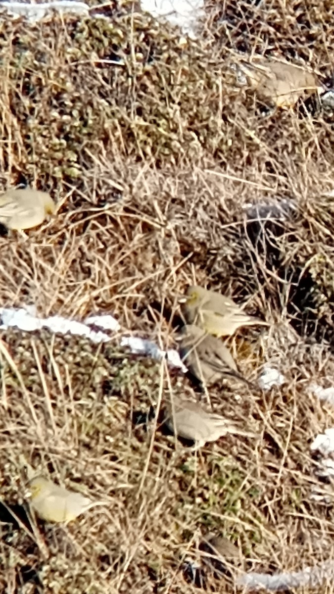 Patagonian Yellow-Finch - ML620900458