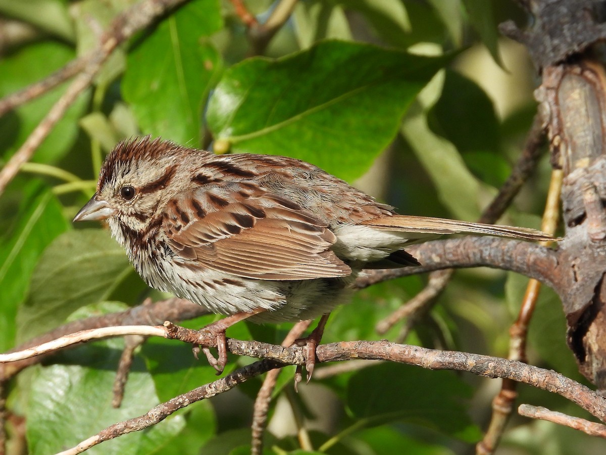 Song Sparrow - ML620900459