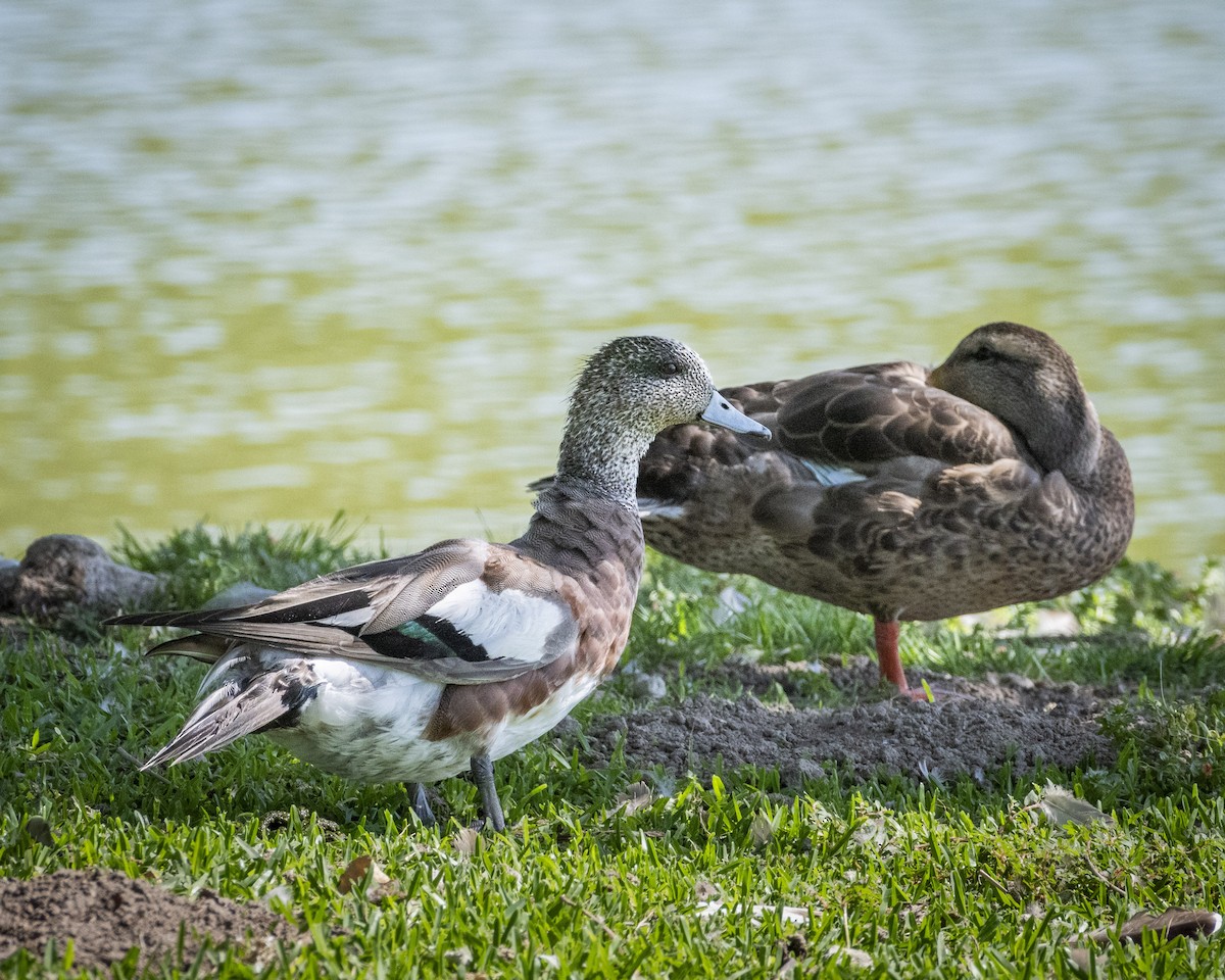 American Wigeon - ML620900464