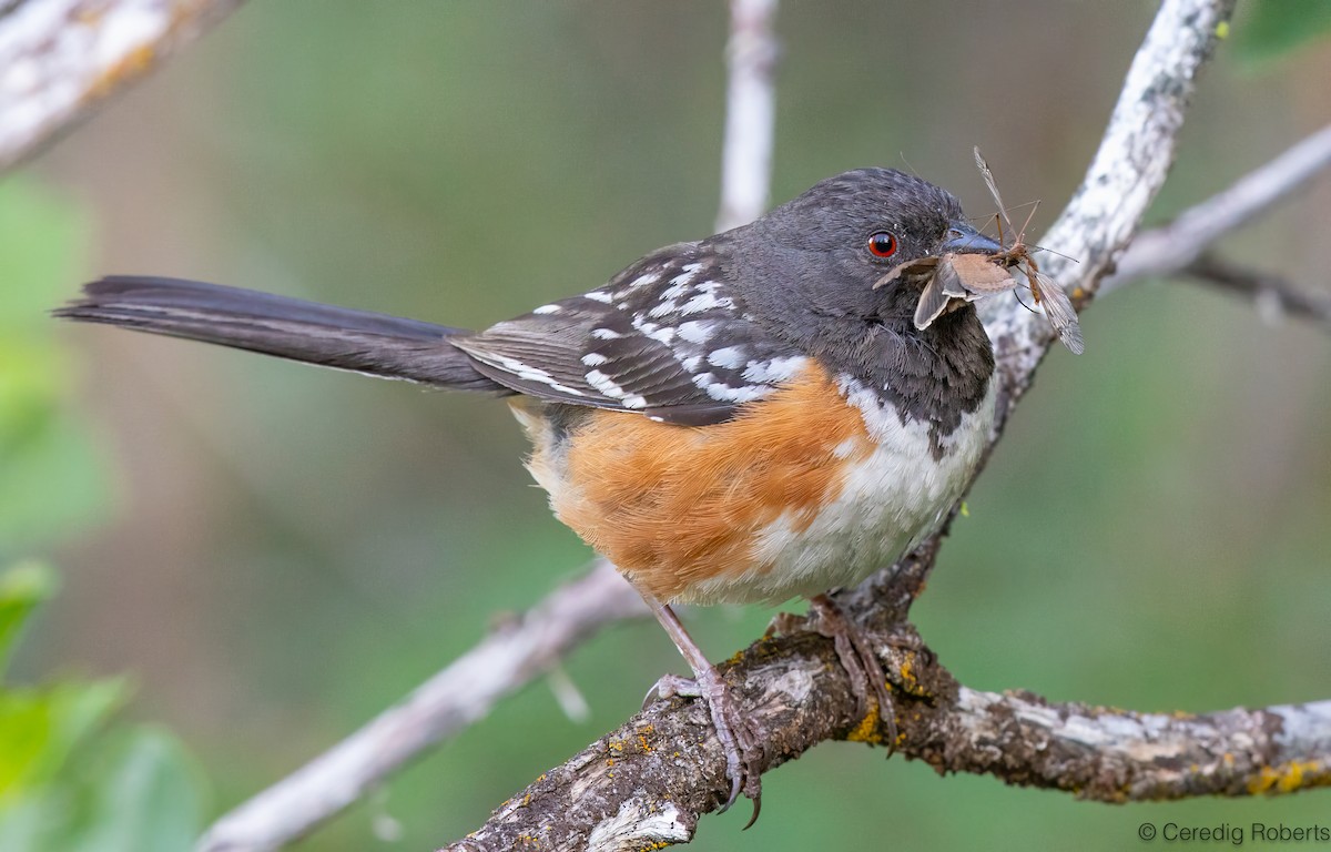 Spotted Towhee - Ceredig  Roberts