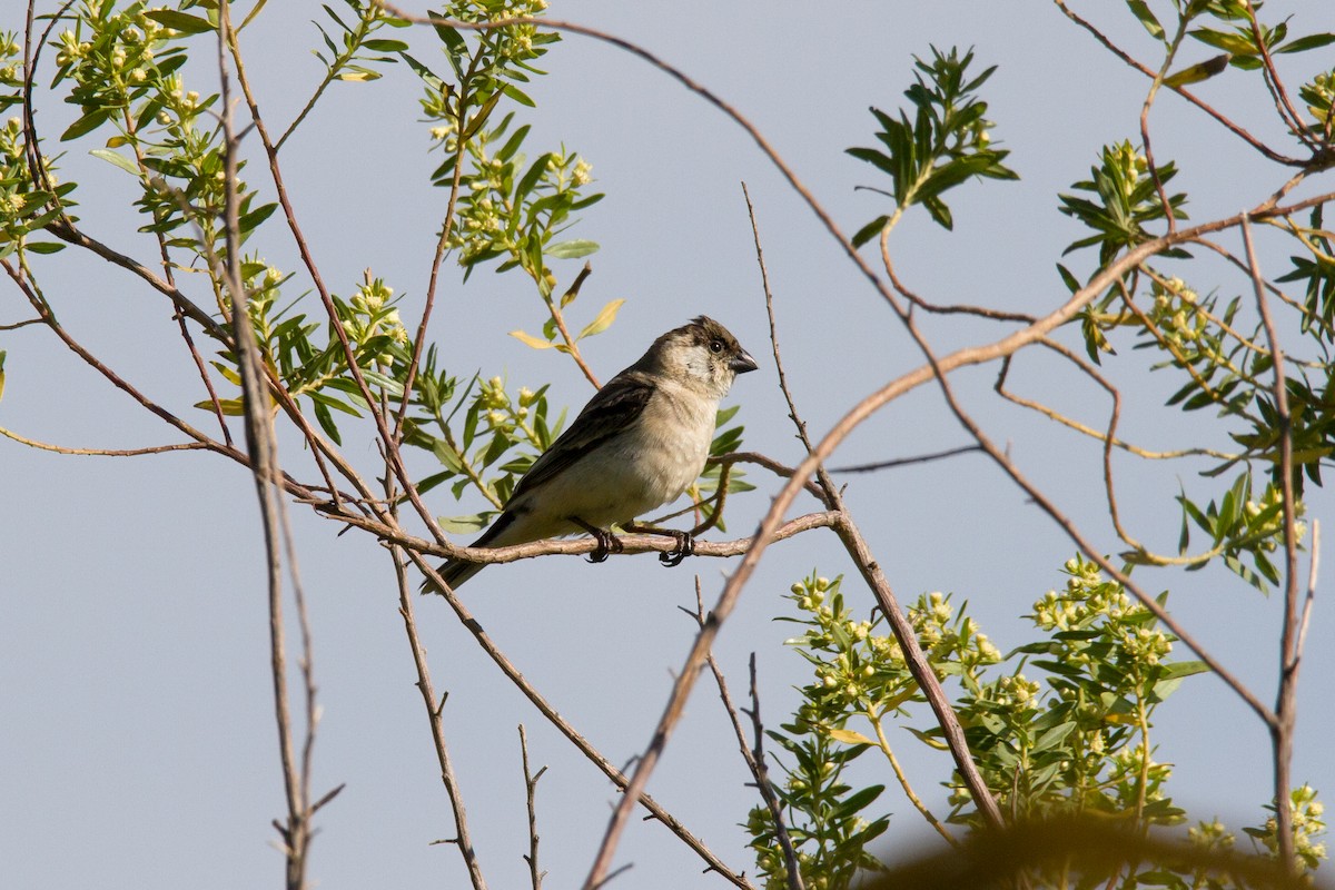 Pearly-bellied Seedeater - ML620900472