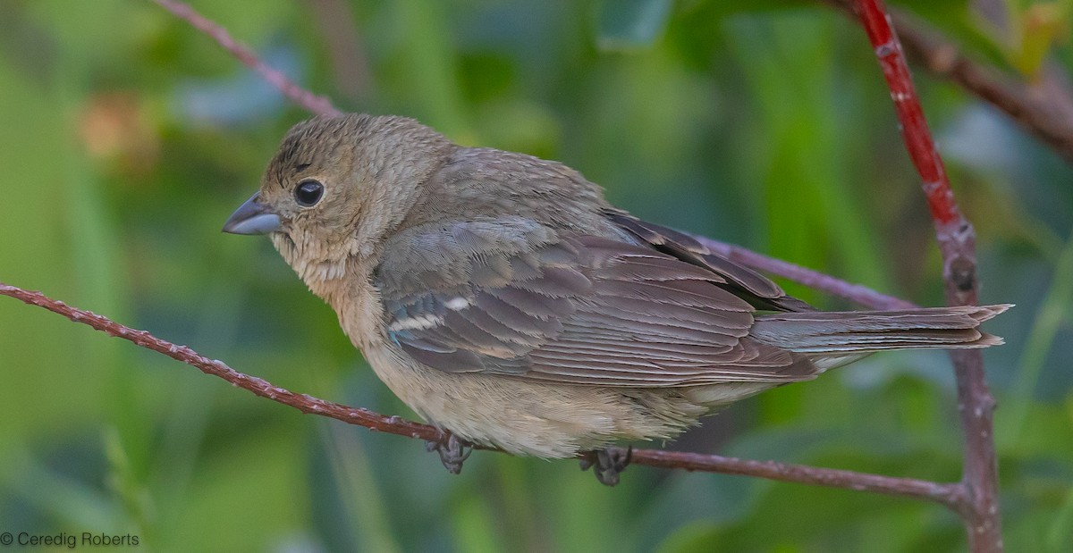 Lazuli Bunting - ML620900473