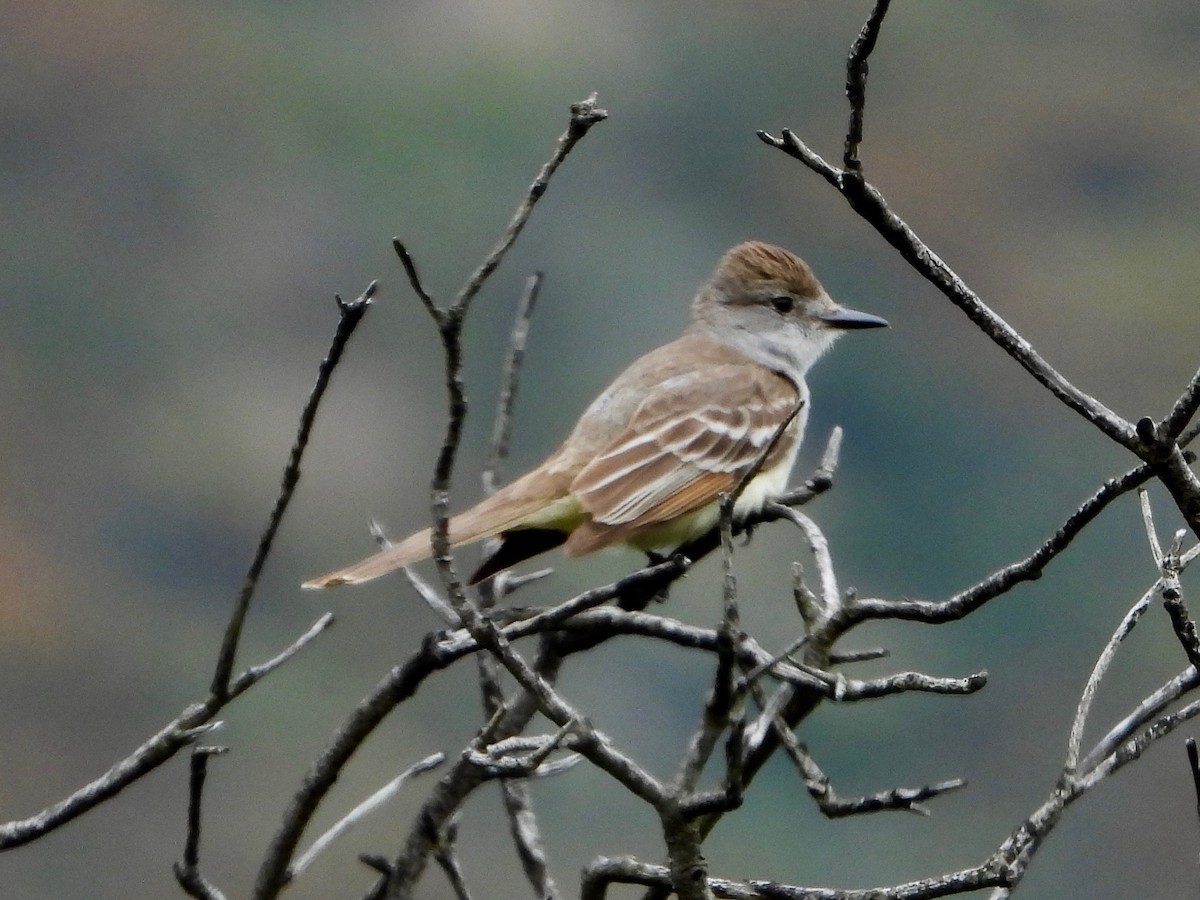 Ash-throated Flycatcher - ML620900475