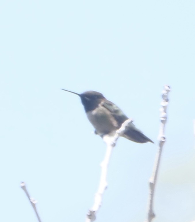 Broad-tailed Hummingbird - ML620900477