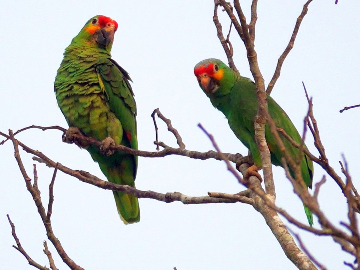 キホオボウシインコ - ML620900478