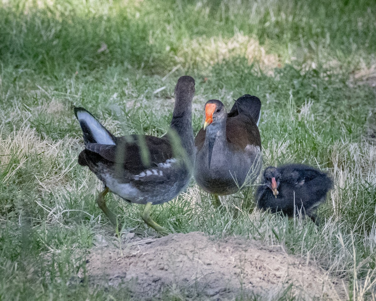 Common Gallinule - ML620900480